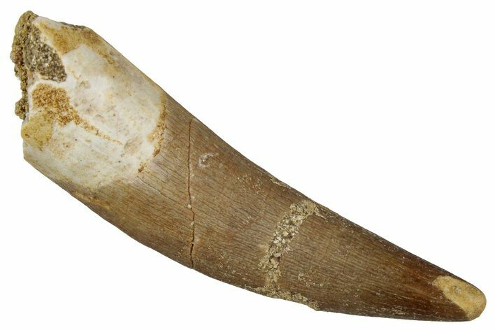 Fossil Plesiosaur (Zarafasaura) Tooth - Morocco #354705